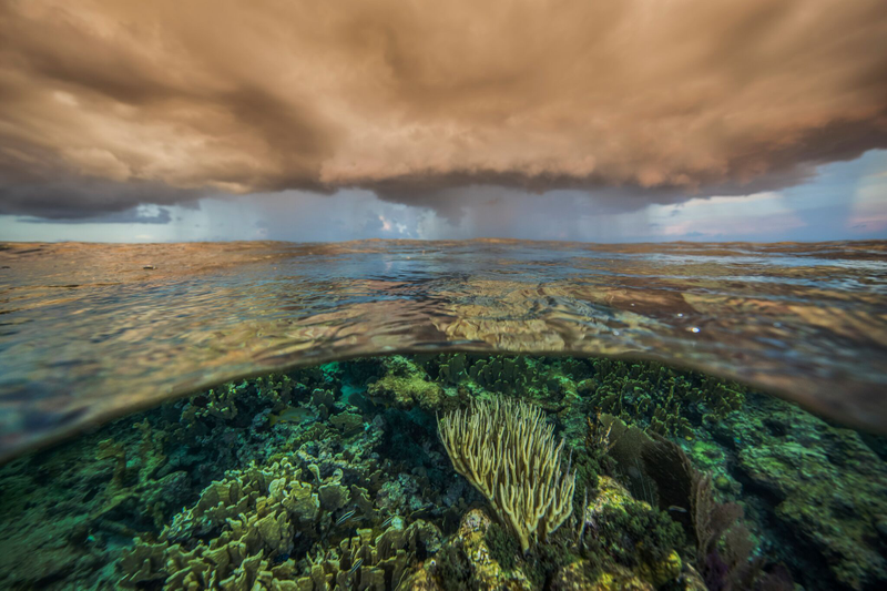 Illustration for article titled Coral Reefs' Last Stand: CubaÂ